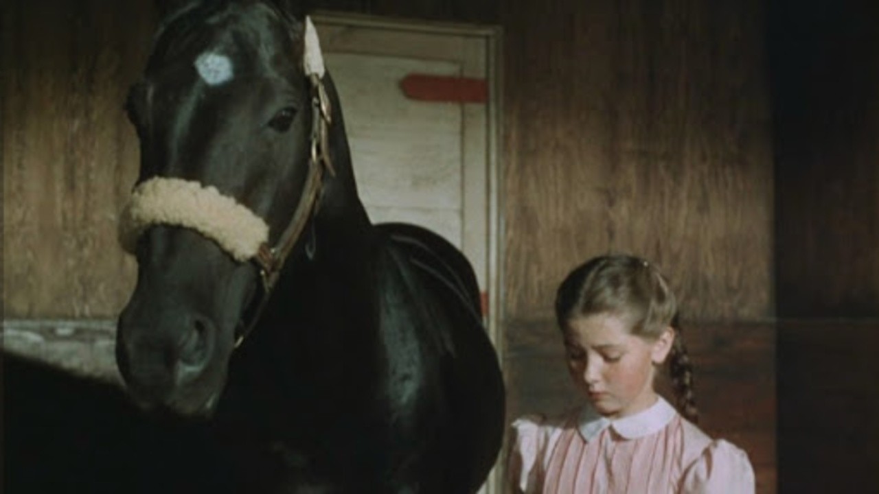 Gypsy Colt