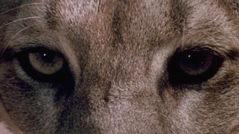 Anima Mundi