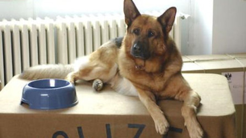 Azit: Canine Paratrooper