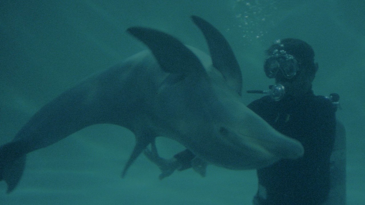 Image du film Le Jour du dauphin