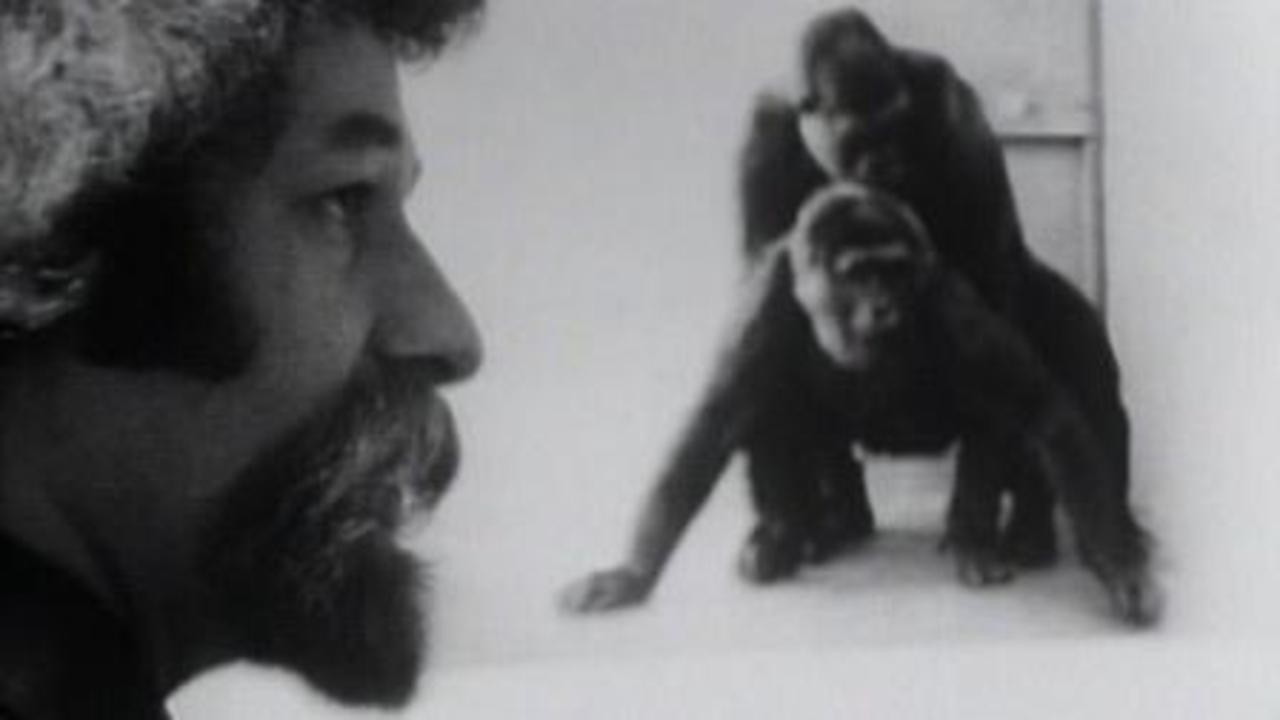 Image du film Primate