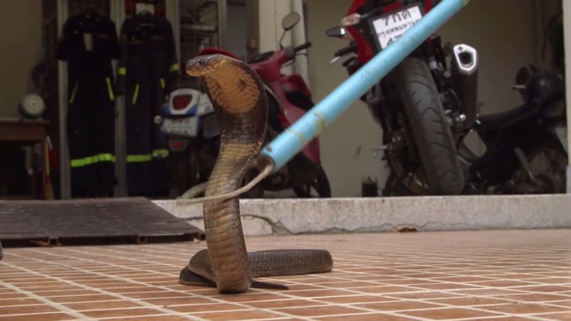 GEO Reportage - Bangkok, die Schlangenjäger