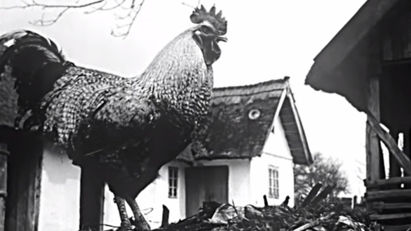 Ballad of a Rooster