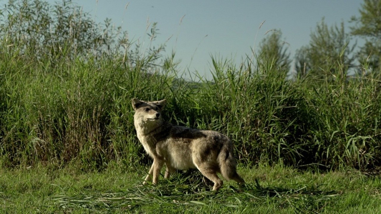 Coyote's Canoe