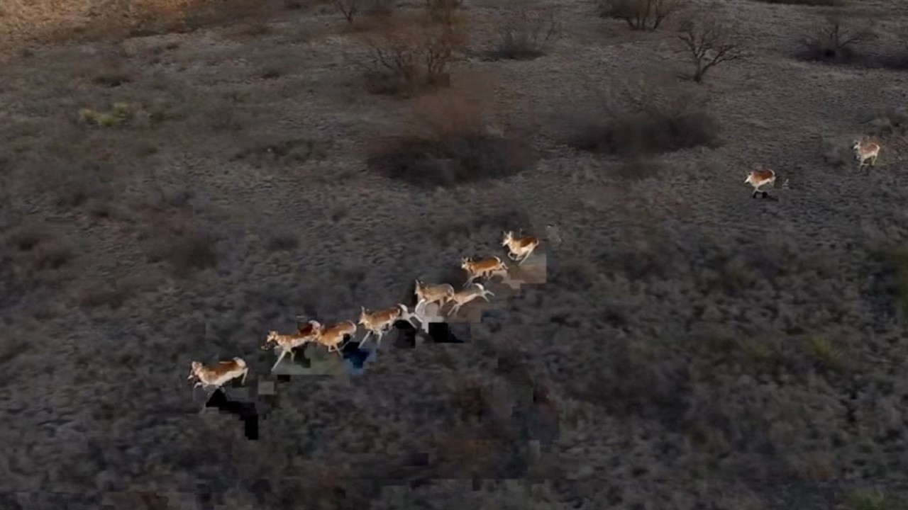 Image du film Les Antilopes