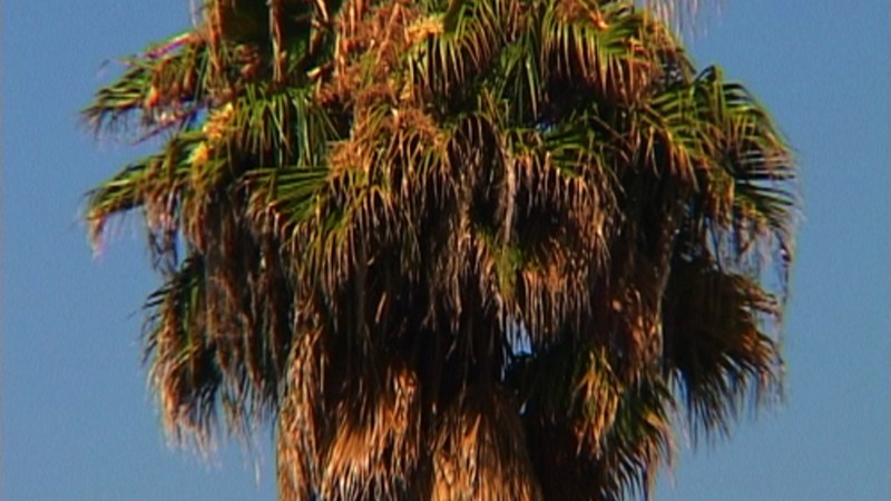 California Fieldworks: Palm