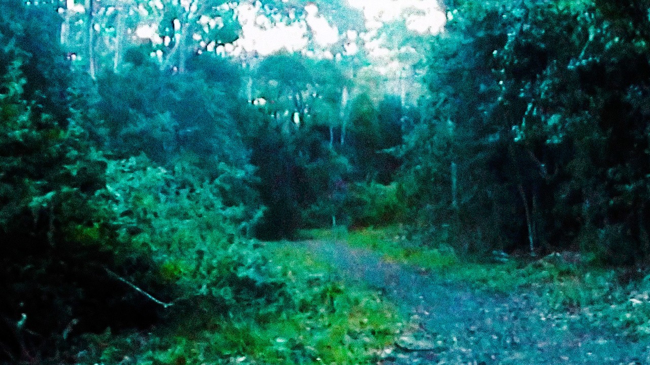 Dingo Jones Presents: The Search for the Bush Panther