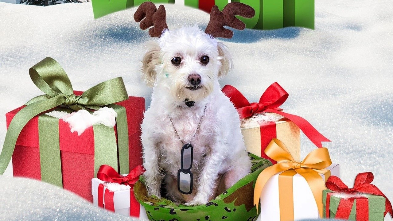 Charlie's Christmas Wish