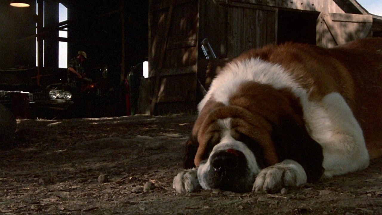 Image du film Cujo