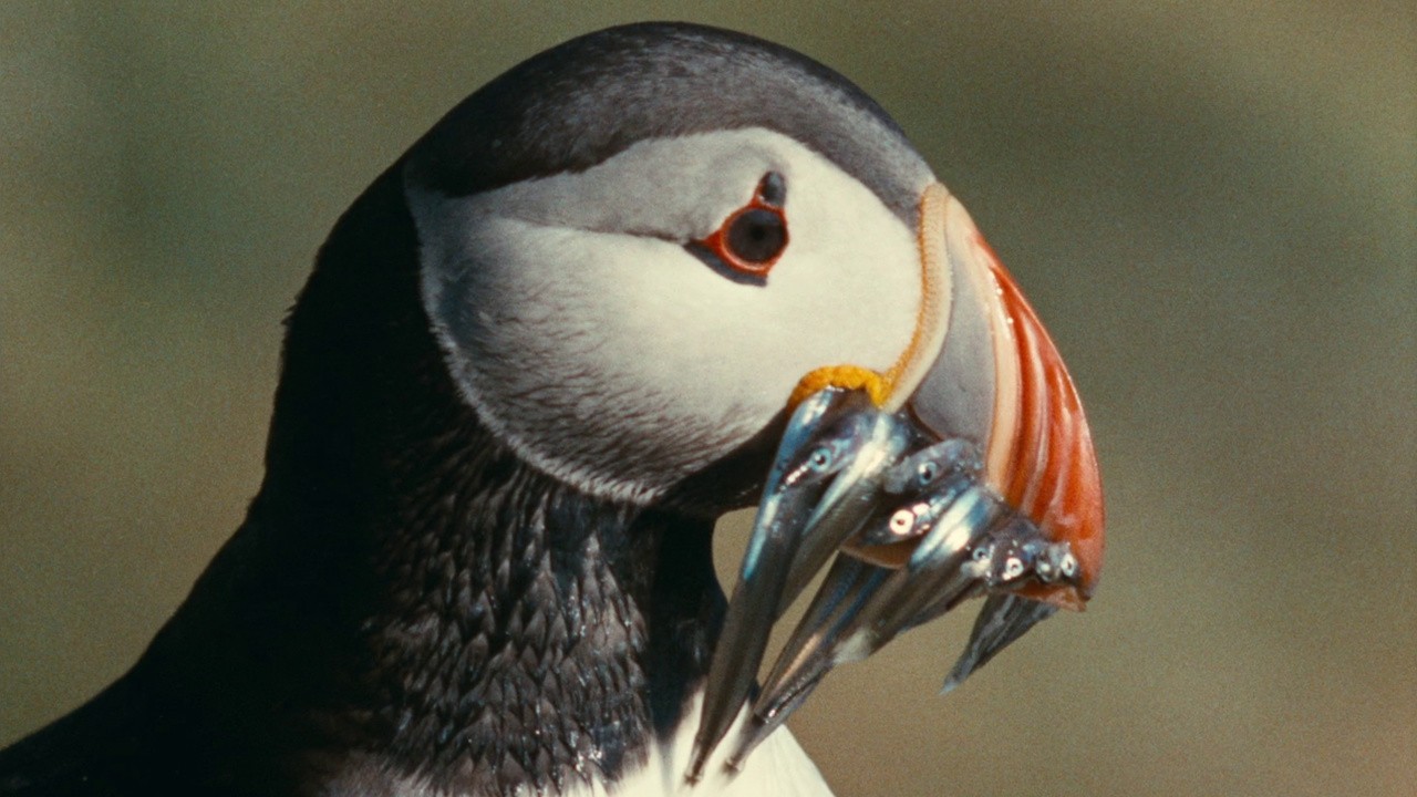 Image du film Le Territoire des autres