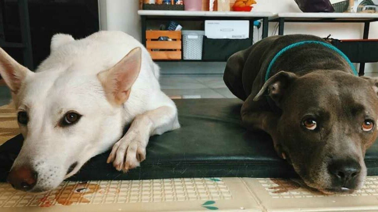 June & Kopi