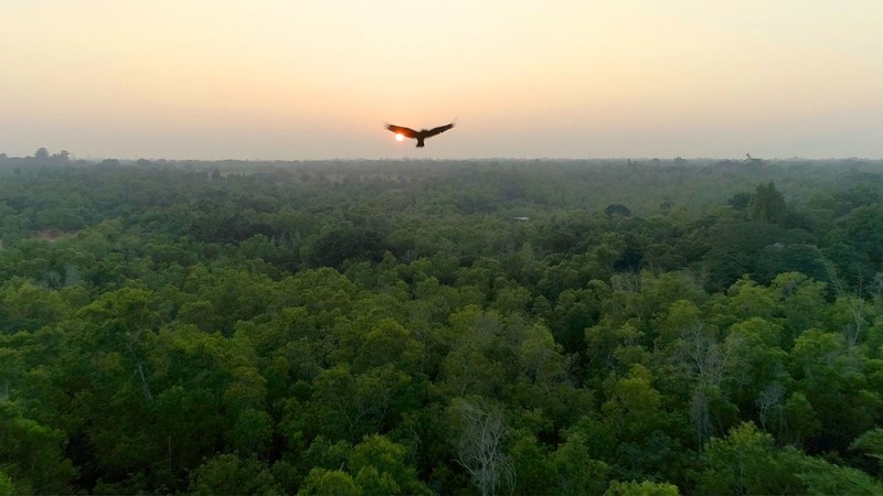 Ever Slow Green - Re-afforestation in Auroville, South India
