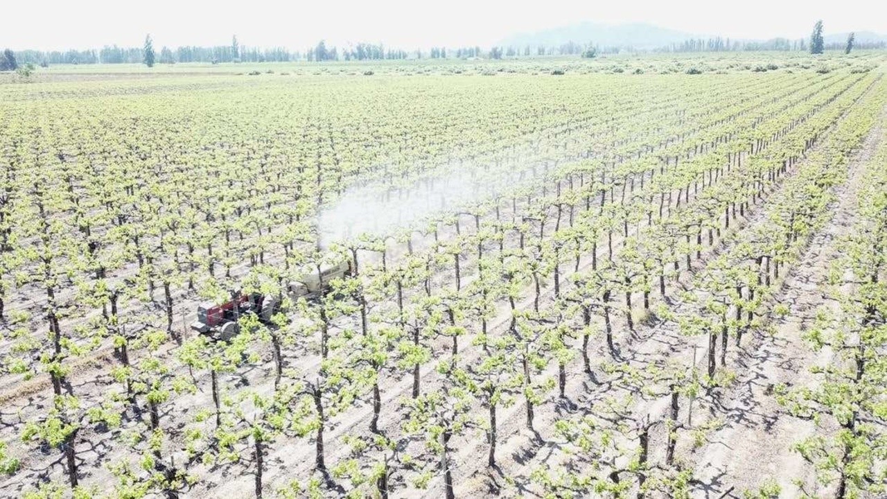 Pomme de discorde (Alerte pesticide)