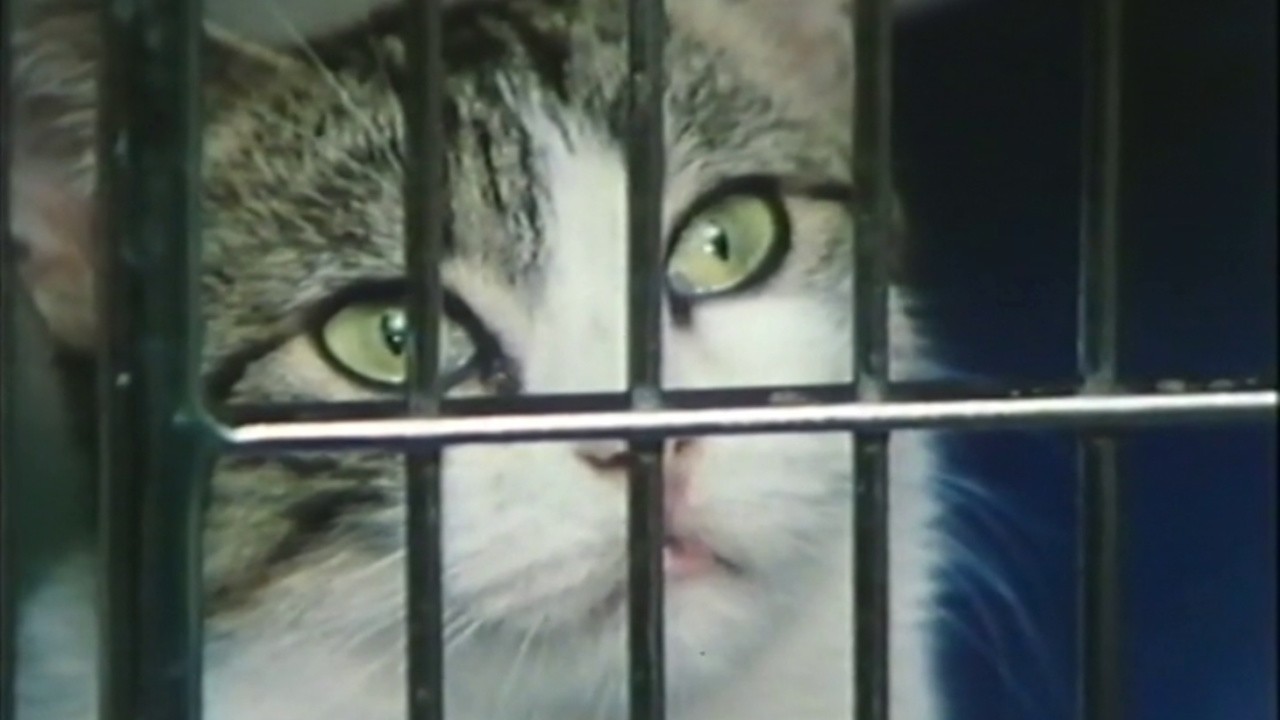 Omnibus: Parting Shots From Animals