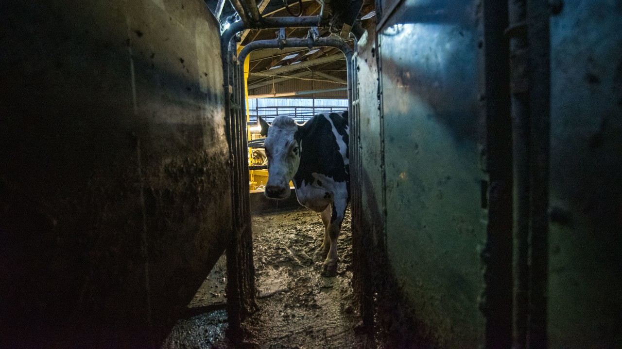 Image du film Cow