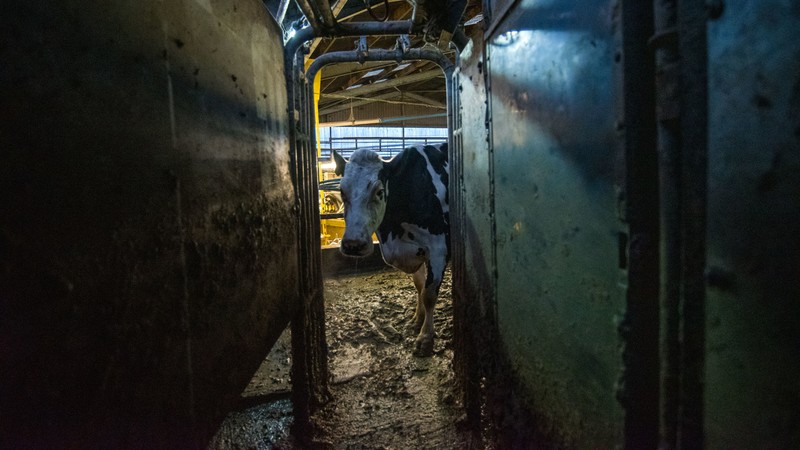 Cow