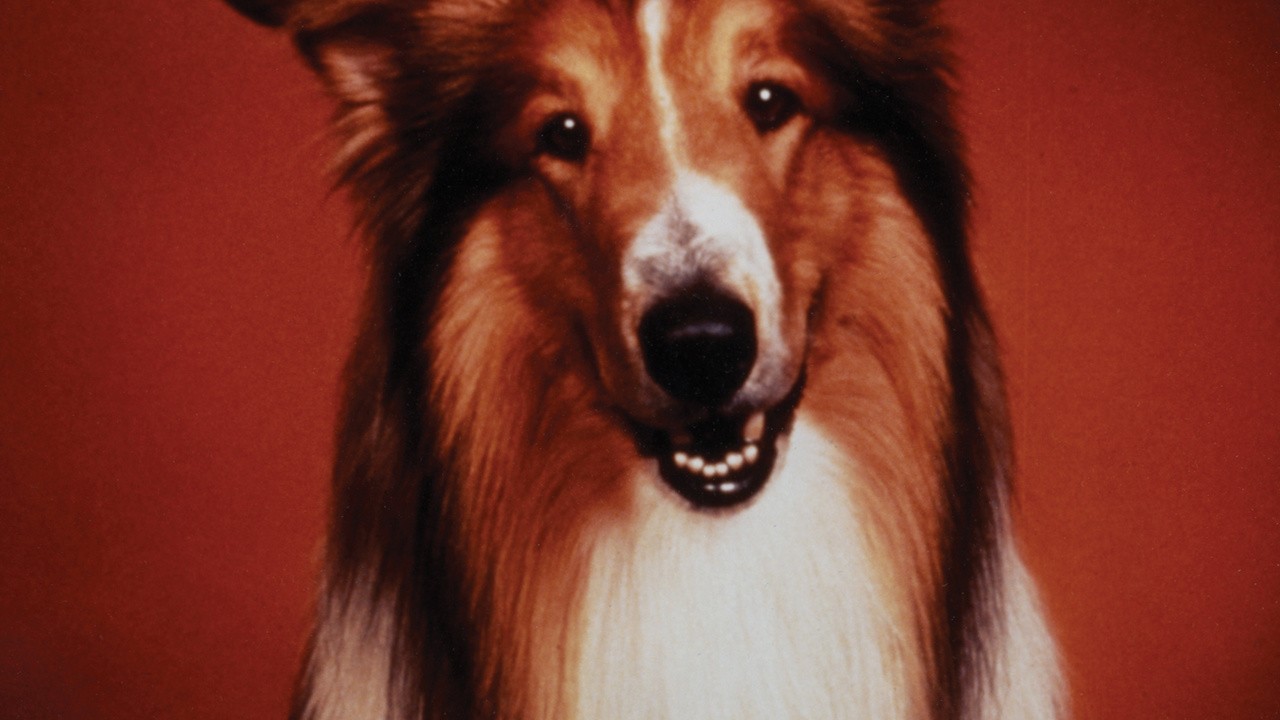The Story of Lassie