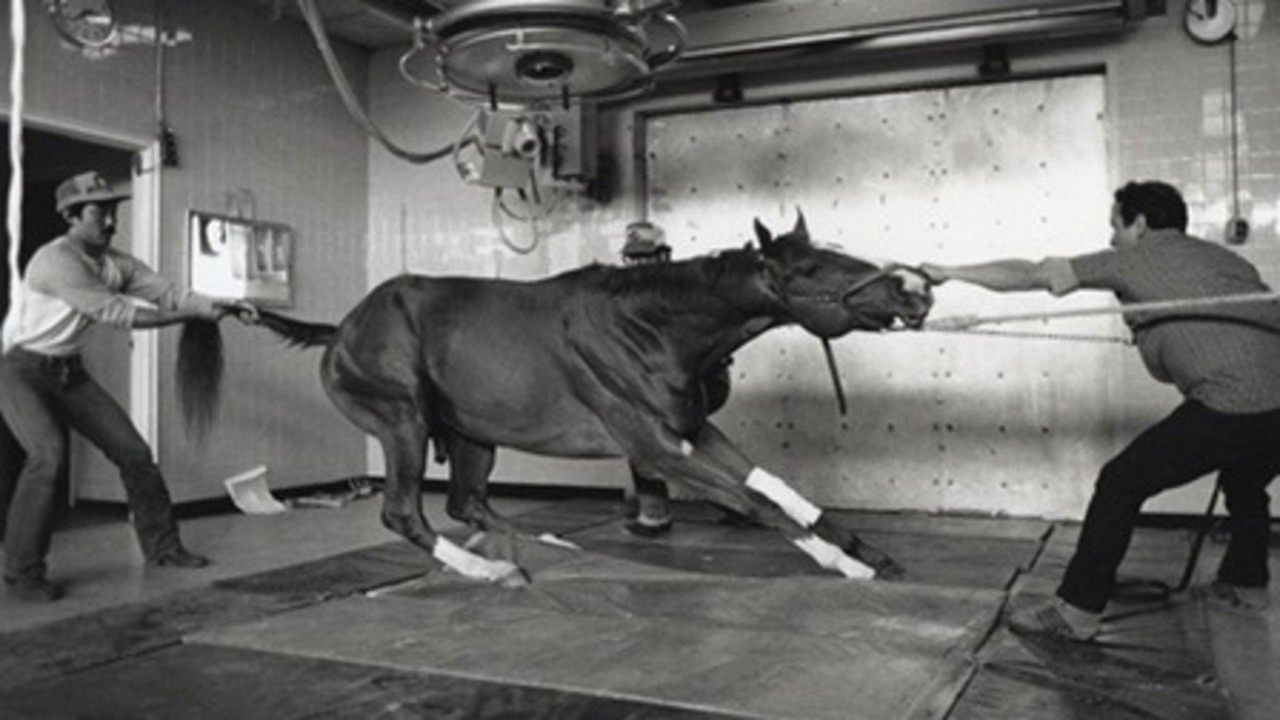 Image du film Racetrack