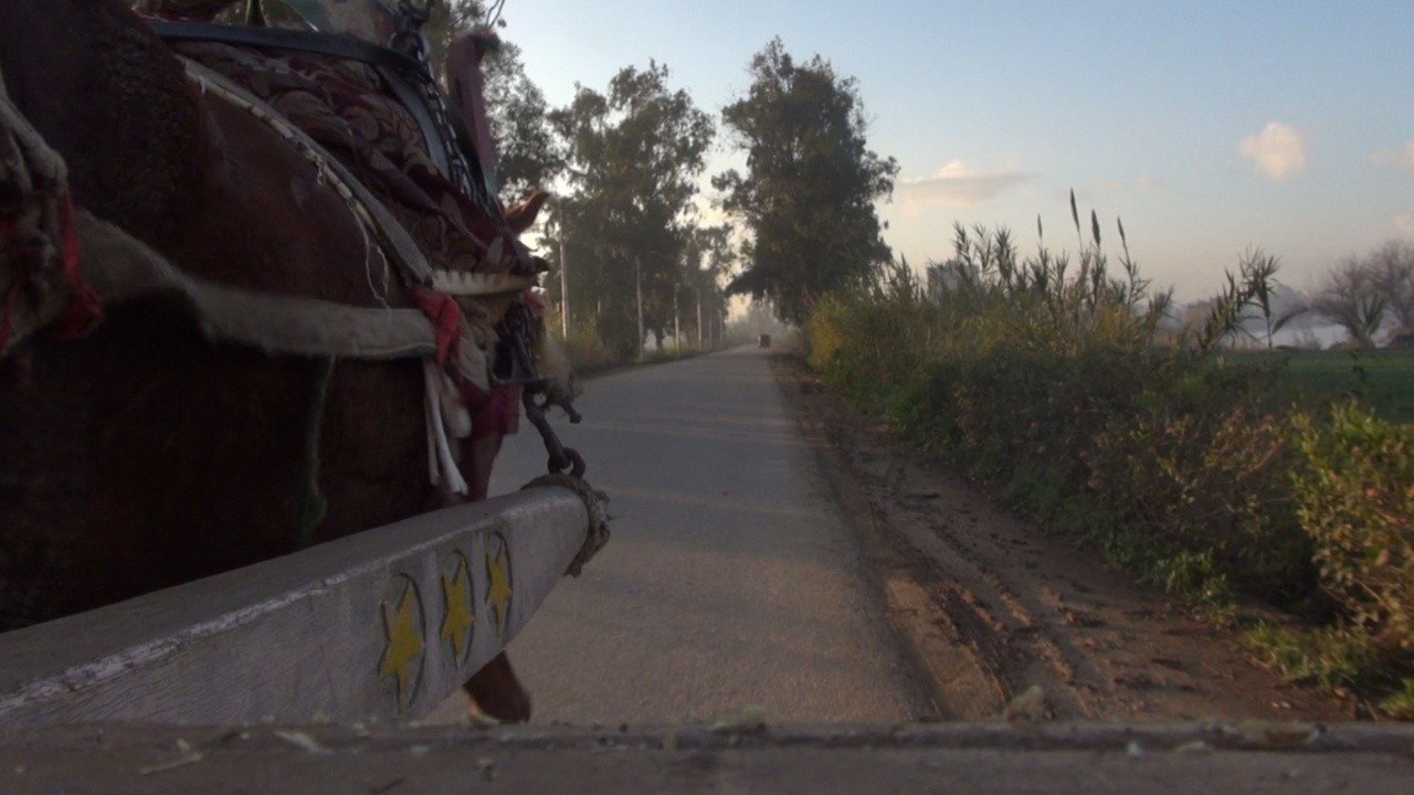 Seven Years Around the Nile Delta