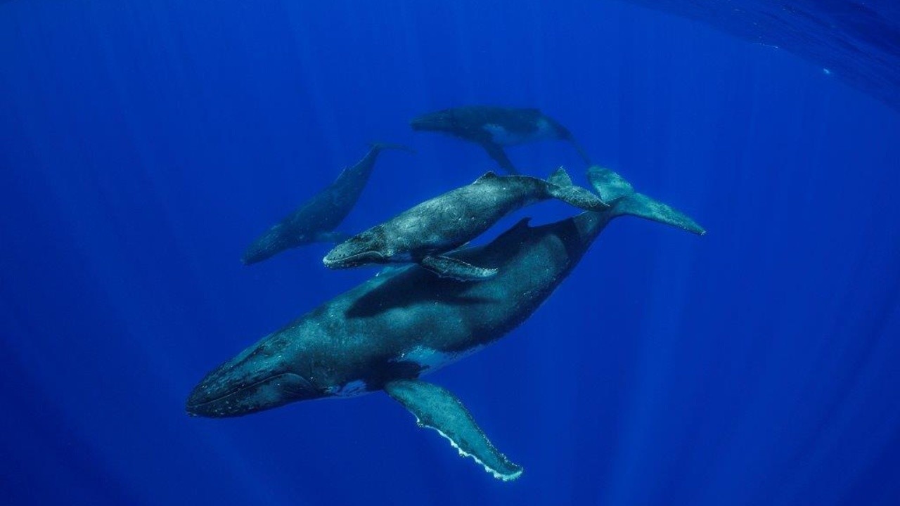 Secrets of the Whales