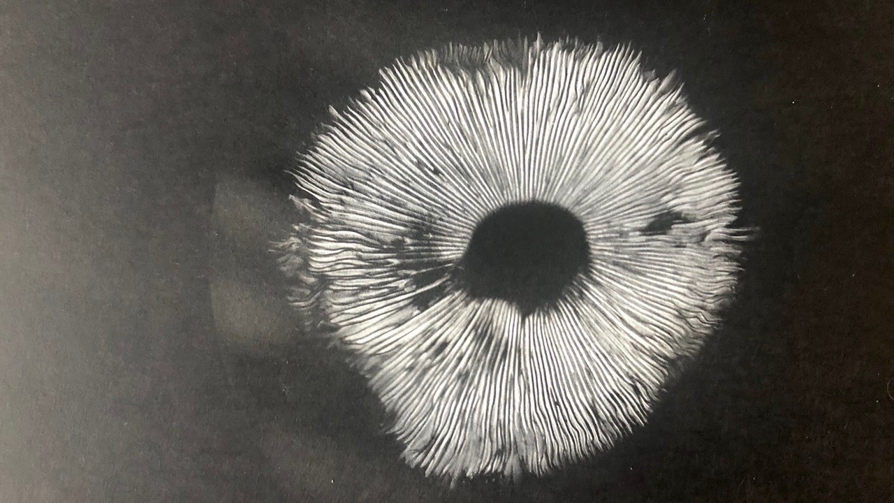 Image du film The Mushroom Speaks