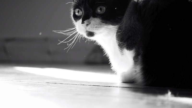 Cato