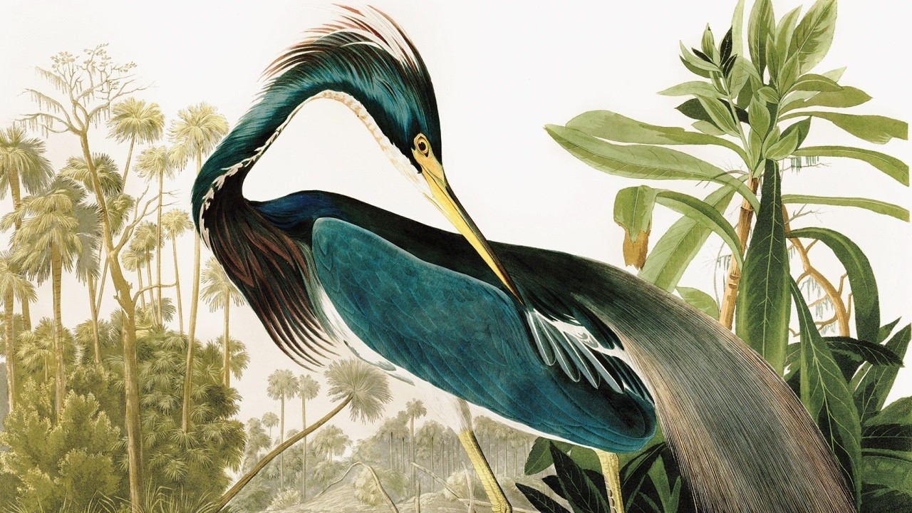 Image du film Birds of America