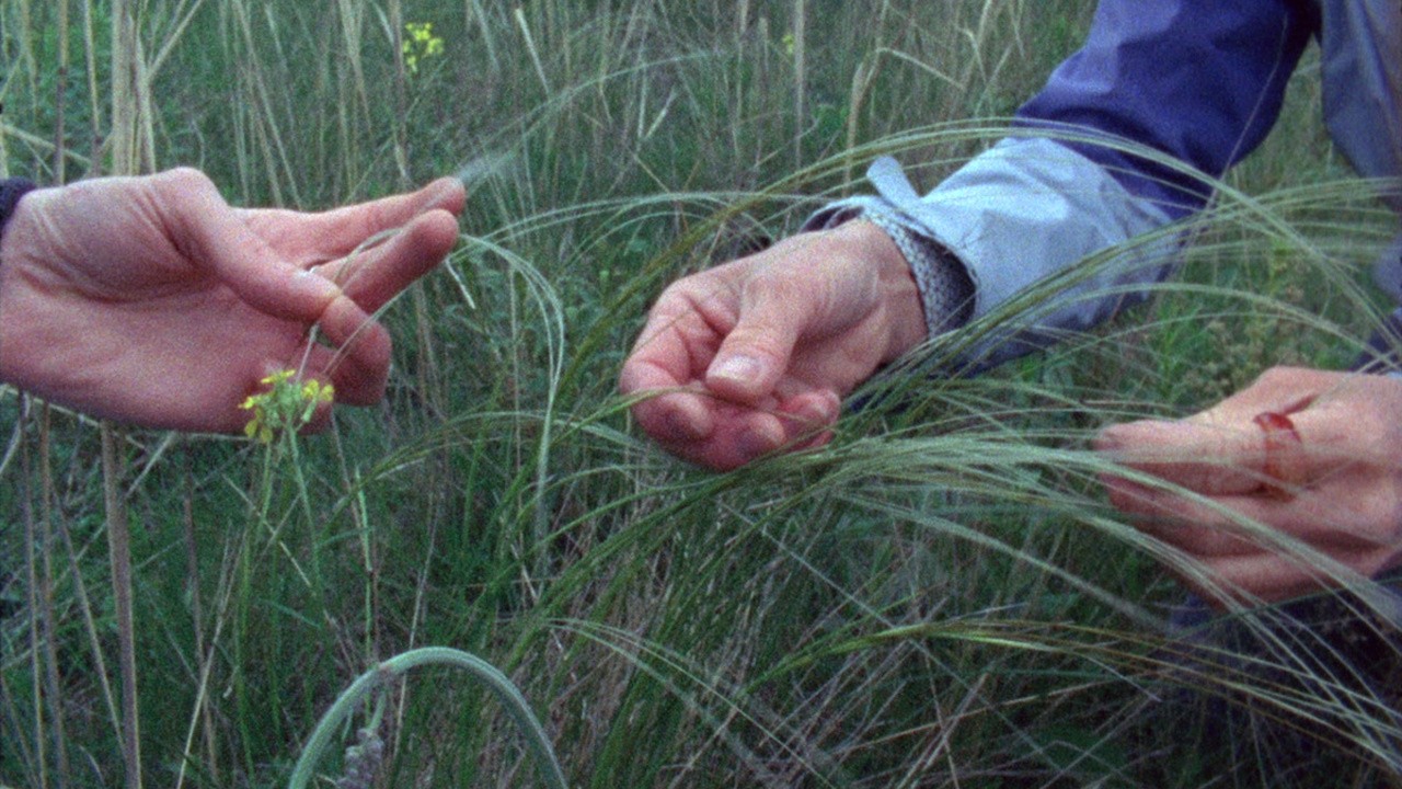 Becoming Extinct (Wild Grass)