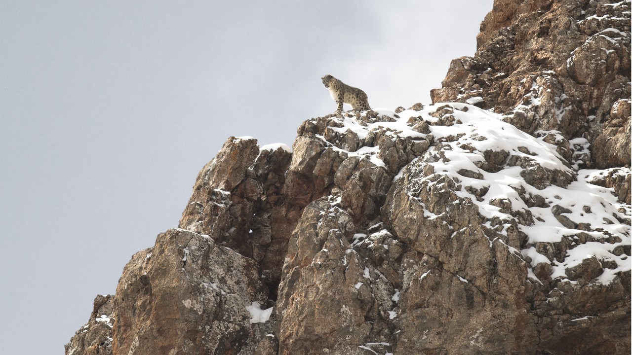 Image du film La Panthère des neiges