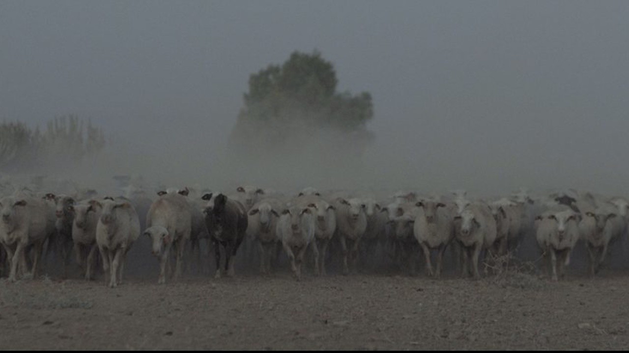 Herd