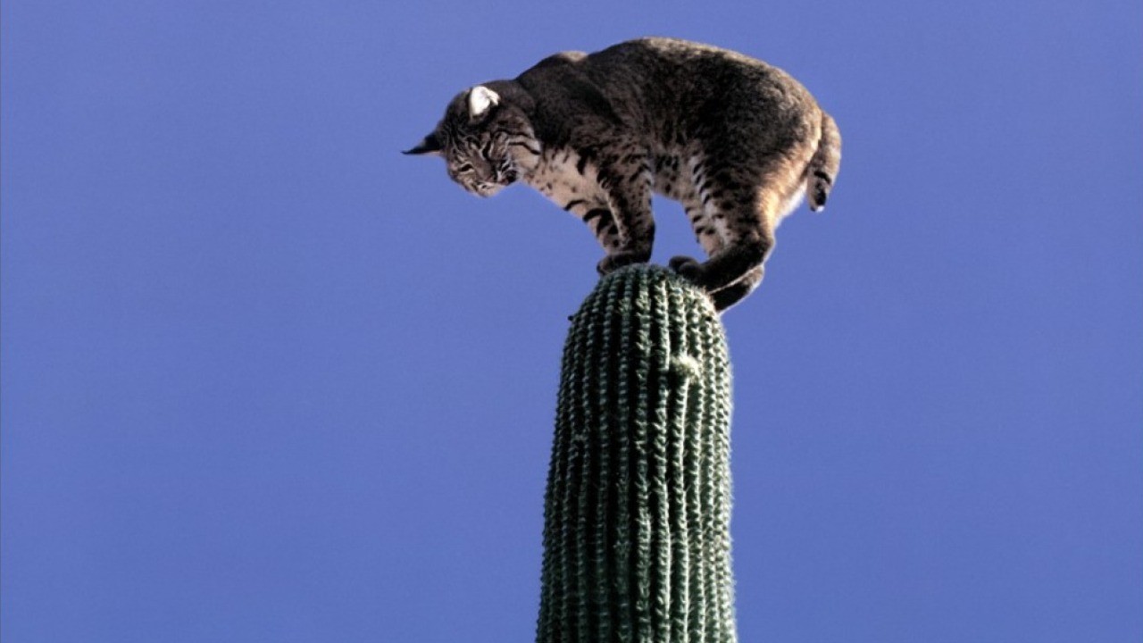 A True-Life Adventure: The Living Desert