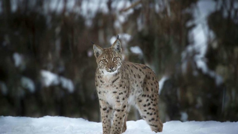 Lynx 21 Mubi Lynx 21 Mubi
