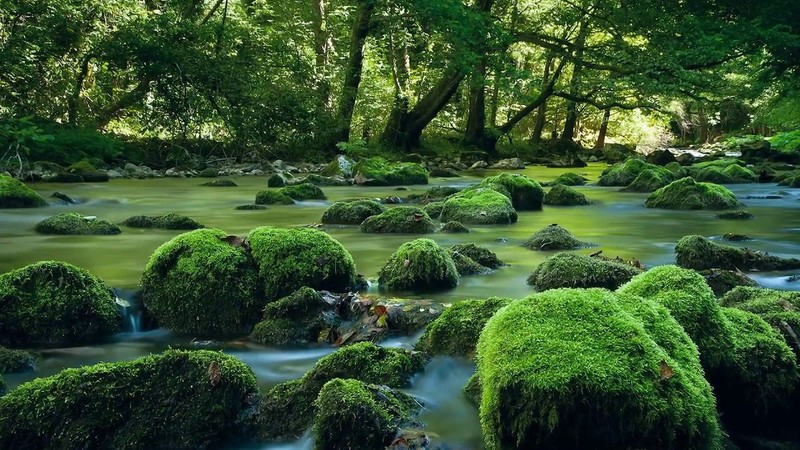 Wild Romania