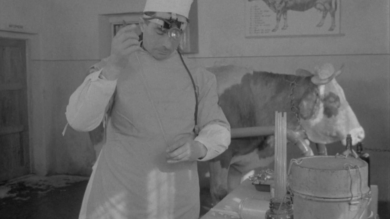 Artificial Insemination in Cattle (1965) MUBI