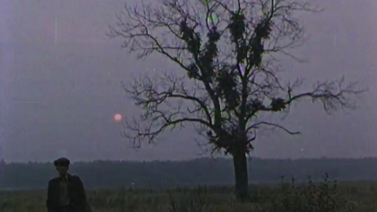 Man and Pine Tree