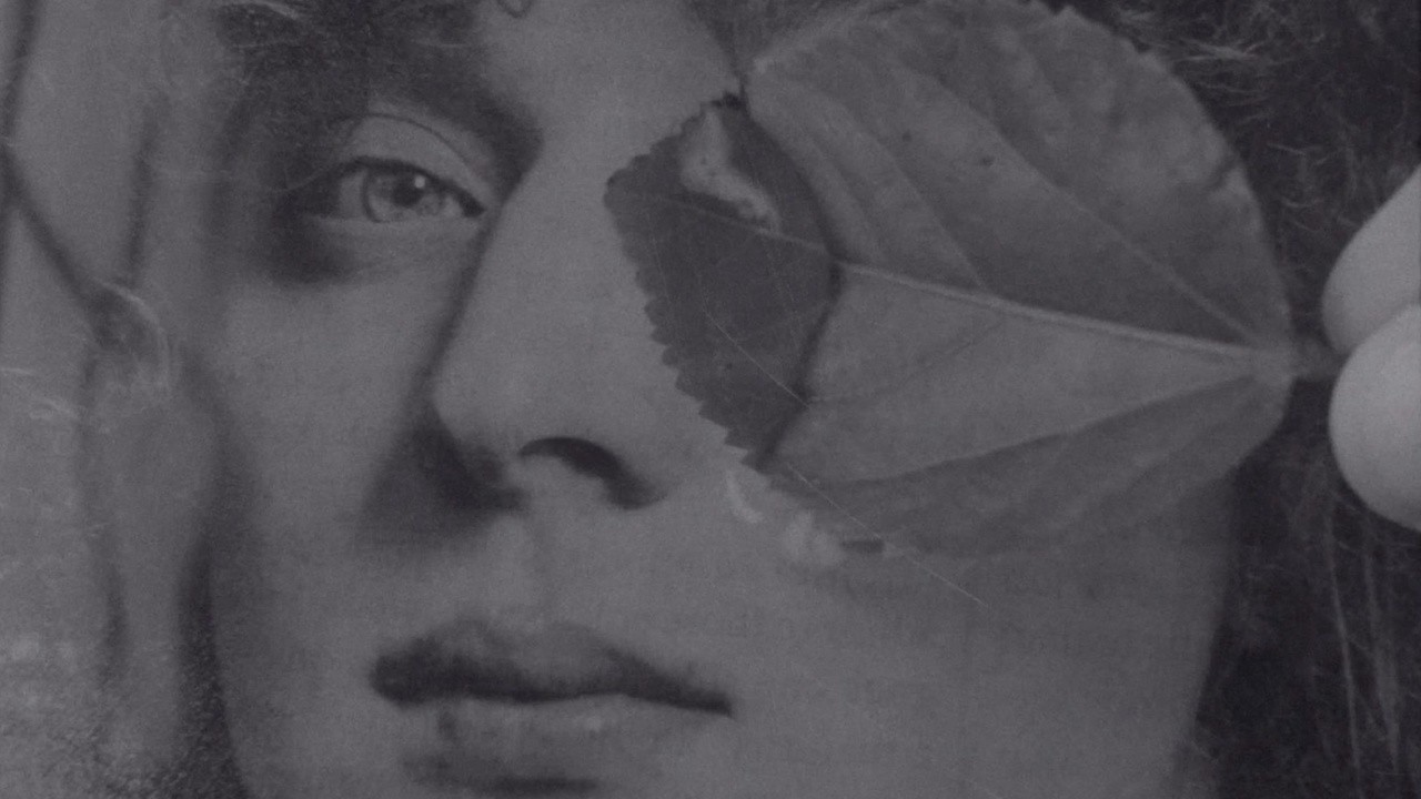 Toad, Leaf, Grass, Rock