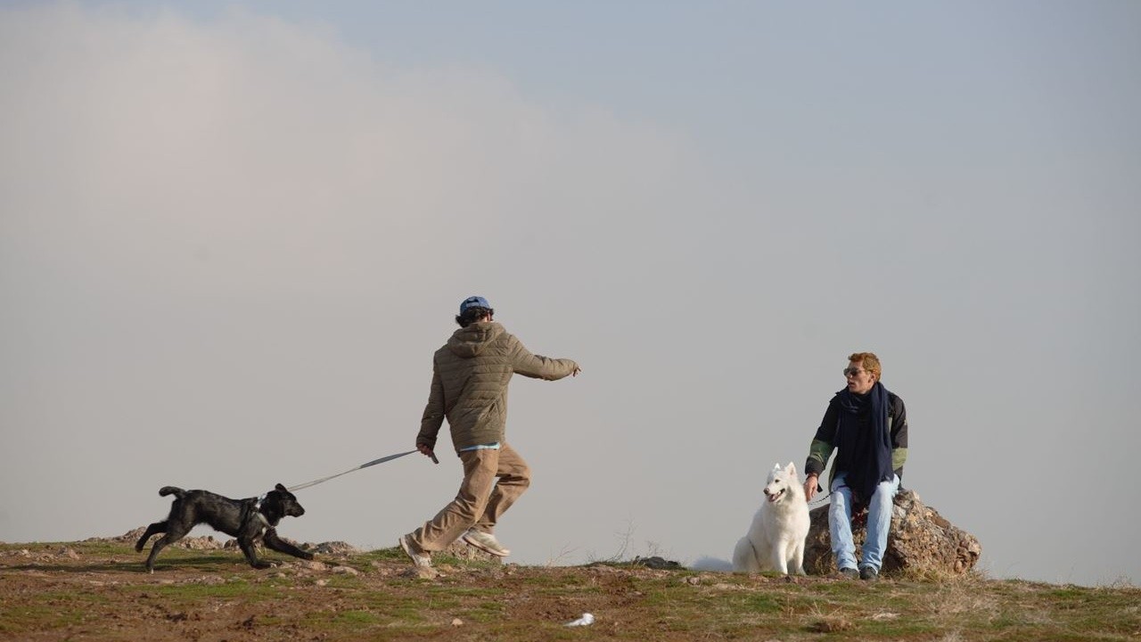 Two Dogs