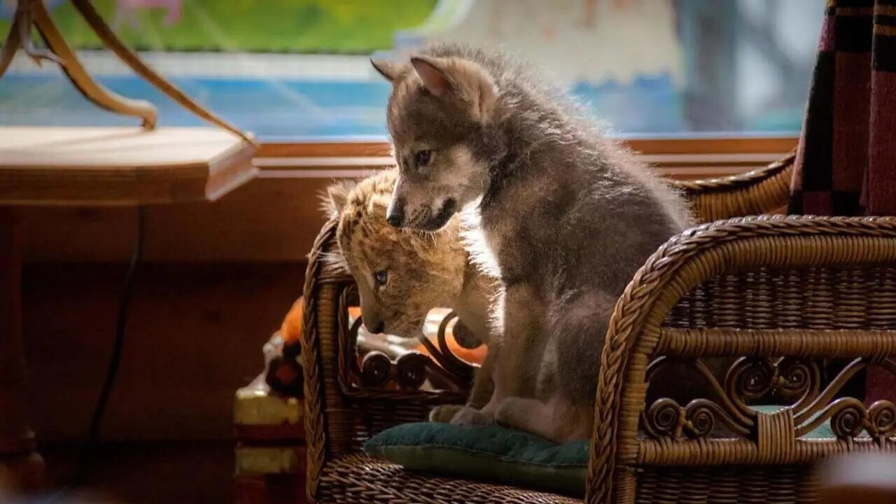 The Wolf and the Lion