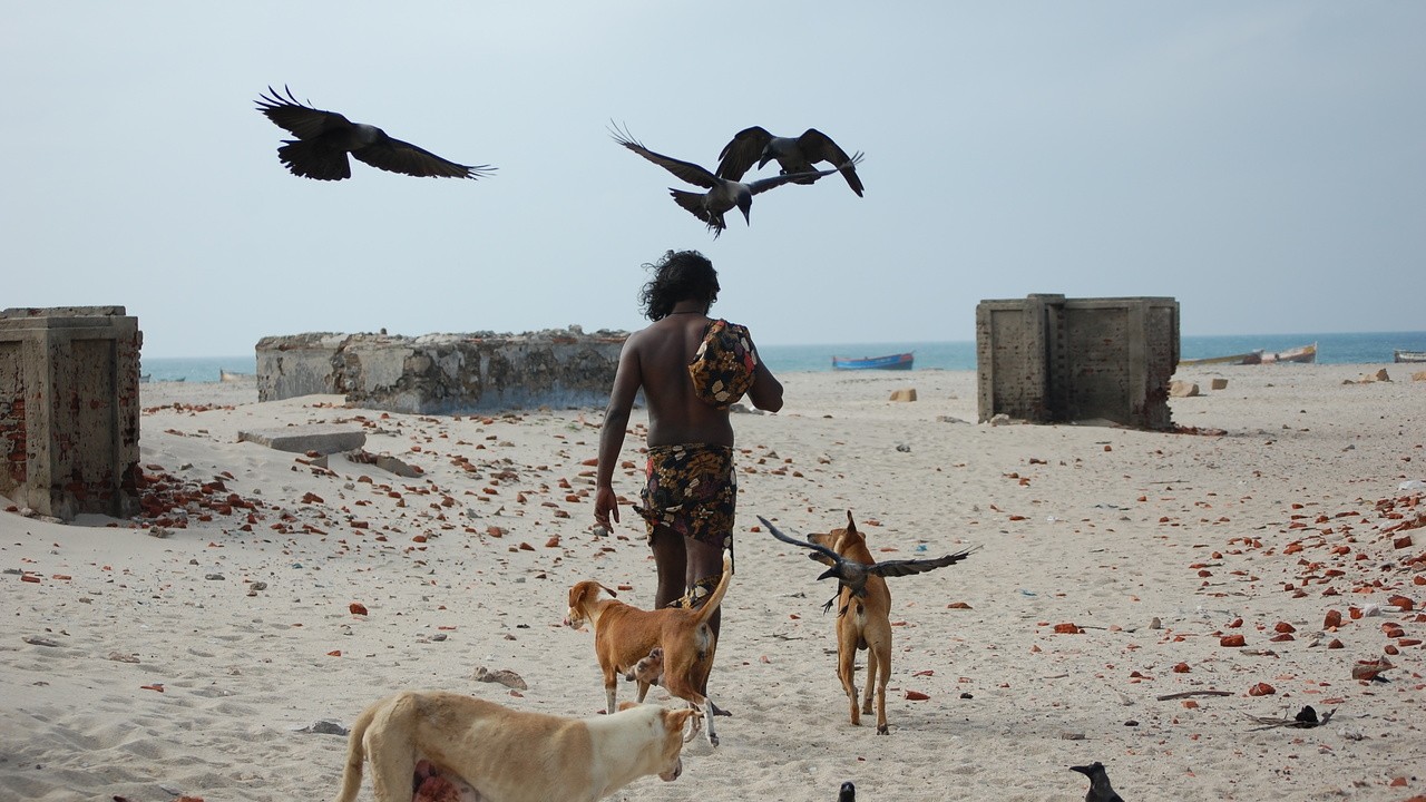 Image du film Sengadal