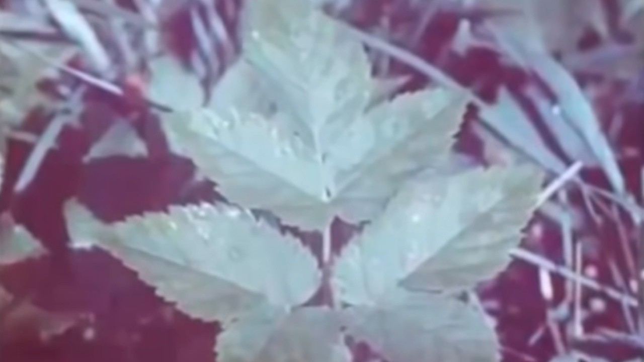 Eatable Wild Plants