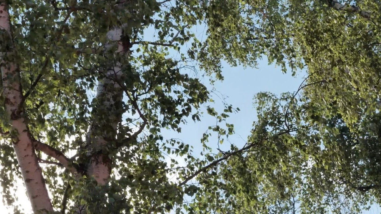 Betula Pendula