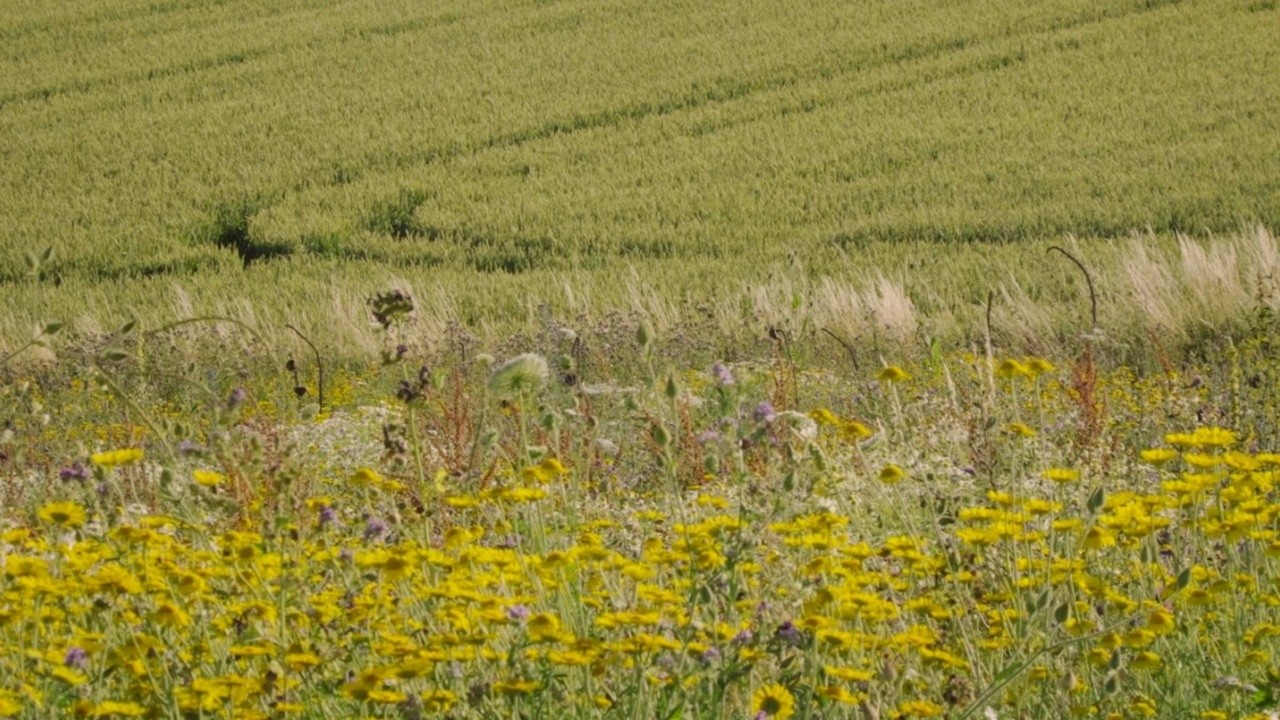 Beautiful Solution (2021) | MUBI