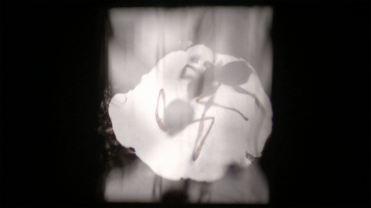 Antfilm