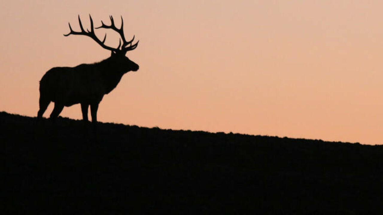 Tule Elk: The Killing of a Native Species