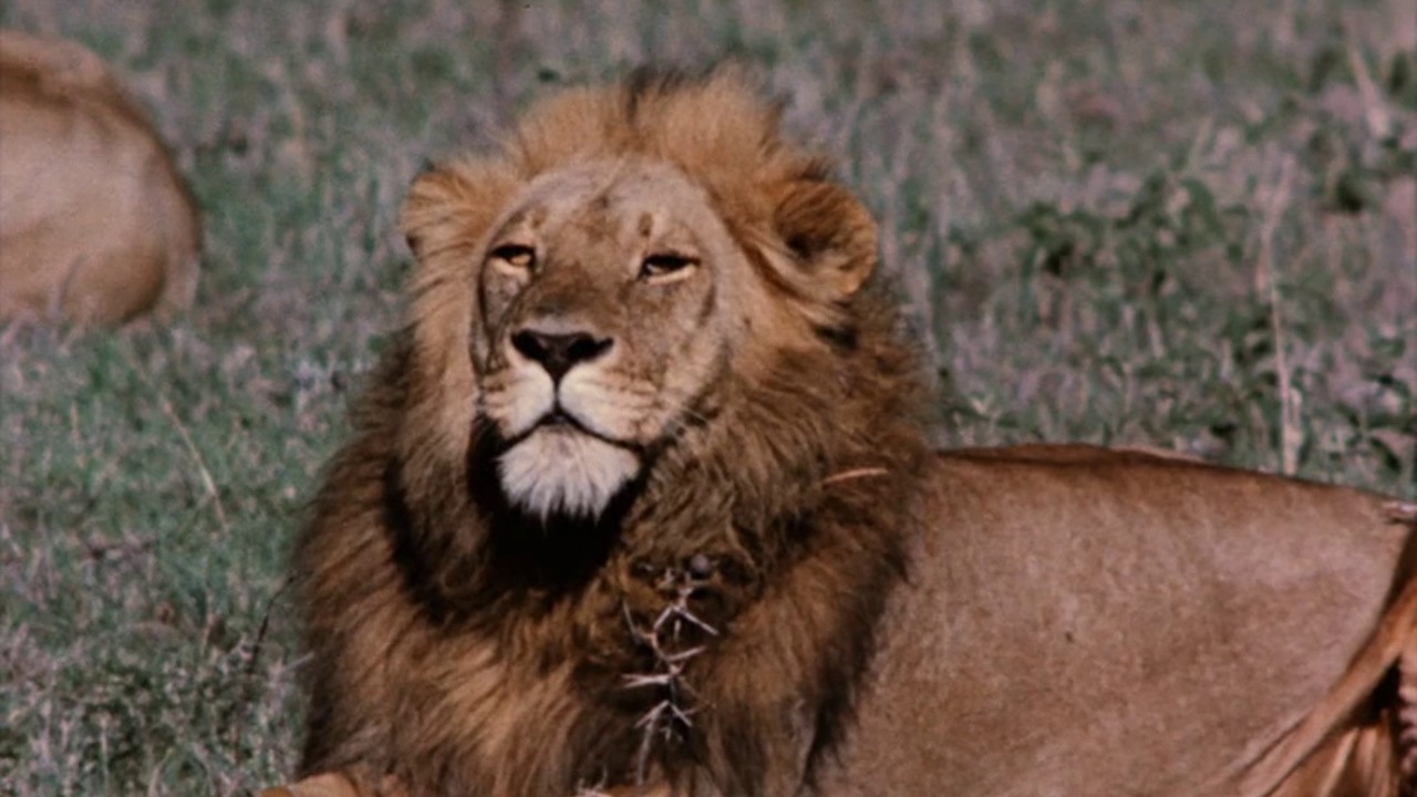 A True-Life Adventure: The African Lion