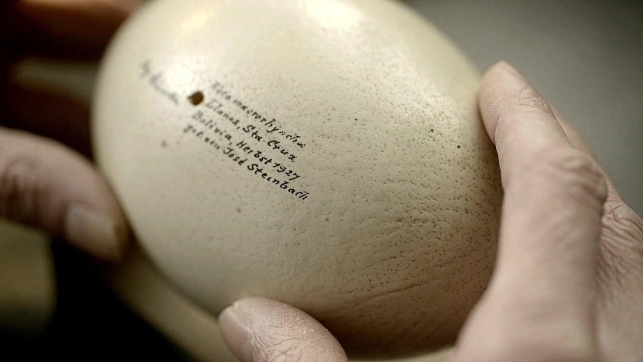 O, Collecting Eggs Despite the Times