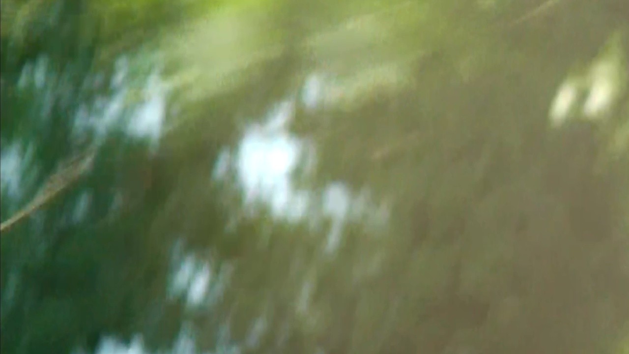 Thicket