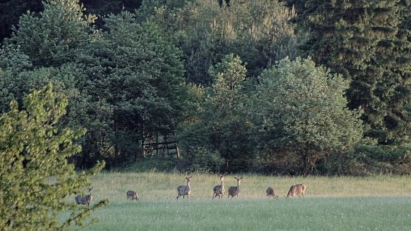 Wild Game (2019) | MUBI