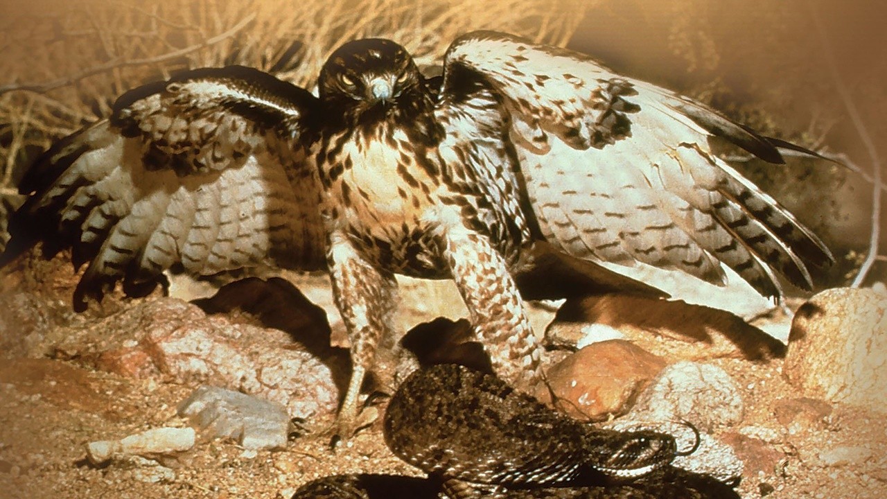 Image du film Les Merveilles De La Nature