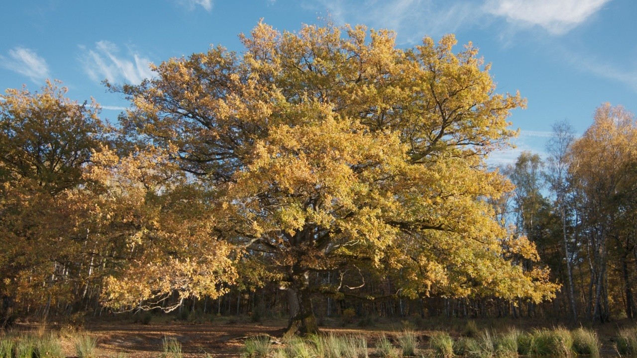 Heart of Oak